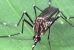 К борьбе с лихорадкой денге привлекут комаров-мутантов
